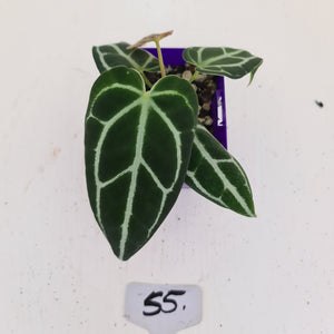 #55 Anthurium Crystallinum Hybrid