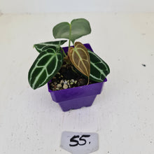 Load image into Gallery viewer, #55 Anthurium Crystallinum Hybrid