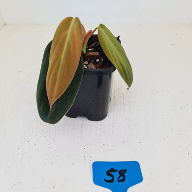 #58 Philodendron Gigas - rooted tip cutting