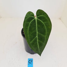 Load image into Gallery viewer, #59 Anthurium Papillilaminum Hybrid x - (Complex hybrid)