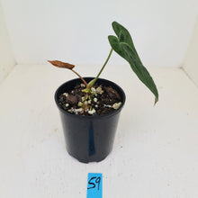 Load image into Gallery viewer, #59 Anthurium Papillilaminum Hybrid x - (Complex hybrid)