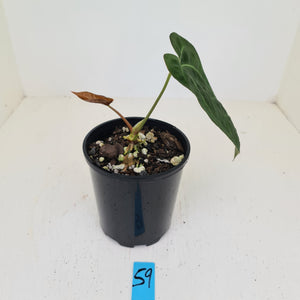#59 Anthurium Papillilaminum Hybrid x - (Complex hybrid)