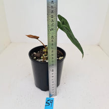 Load image into Gallery viewer, #59 Anthurium Papillilaminum Hybrid x - (Complex hybrid)