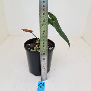 #59 Anthurium Papillilaminum Hybrid x - (Complex hybrid)