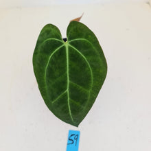 Load image into Gallery viewer, #59 Anthurium Papillilaminum Hybrid x - (Complex hybrid)