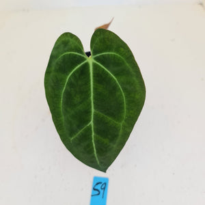 #59 Anthurium Papillilaminum Hybrid x - (Complex hybrid)