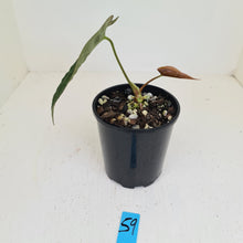 Load image into Gallery viewer, #59 Anthurium Papillilaminum Hybrid x - (Complex hybrid)