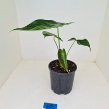Load image into Gallery viewer, #60 Anthurium Veitchii hybrid