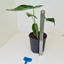 Load image into Gallery viewer, #60 Anthurium Veitchii hybrid