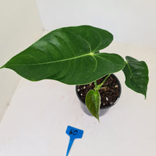 Load image into Gallery viewer, #60 Anthurium Veitchii hybrid