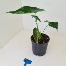 Load image into Gallery viewer, #60 Anthurium Veitchii hybrid