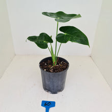 Load image into Gallery viewer, #60 Anthurium Veitchii hybrid
