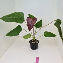 Load image into Gallery viewer, #62 Anthurium Bosworth Beauty