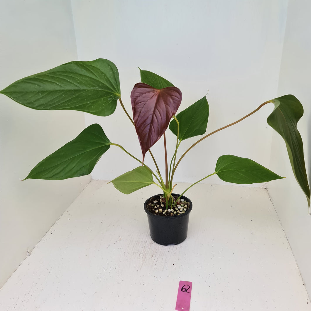#62 Anthurium Bosworth Beauty
