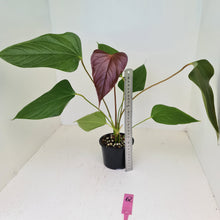 Load image into Gallery viewer, #62 Anthurium Bosworth Beauty
