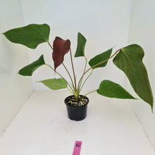 Load image into Gallery viewer, #62 Anthurium Bosworth Beauty