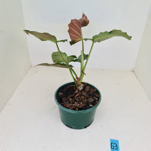 Load image into Gallery viewer, #63 Philodendron Corsinianum / &#39;Bronze Shield&#39;