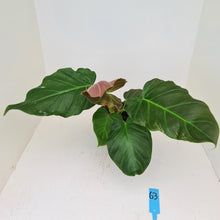 Load image into Gallery viewer, #63 Philodendron Corsinianum / &#39;Bronze Shield&#39;