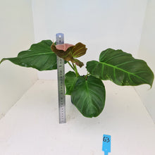 Load image into Gallery viewer, #63 Philodendron Corsinianum / &#39;Bronze Shield&#39;