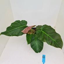 Load image into Gallery viewer, #63 Philodendron Corsinianum / &#39;Bronze Shield&#39;