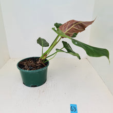 Load image into Gallery viewer, #63 Philodendron Corsinianum / &#39;Bronze Shield&#39;