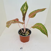 Load image into Gallery viewer, #64 Aglaonema &#39;Strip Tease&#39;
