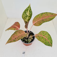 Load image into Gallery viewer, #64 Aglaonema &#39;Strip Tease&#39;