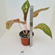 Load image into Gallery viewer, #64 Aglaonema &#39;Strip Tease&#39;