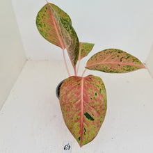 Load image into Gallery viewer, #64 Aglaonema &#39;Strip Tease&#39;