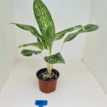 Load image into Gallery viewer, #65 Aglaonema &#39;Milky Way&#39;