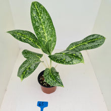 Load image into Gallery viewer, #65 Aglaonema &#39;Milky Way&#39;