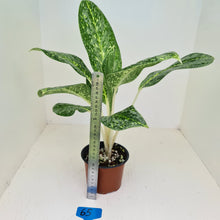 Load image into Gallery viewer, #65 Aglaonema &#39;Milky Way&#39;