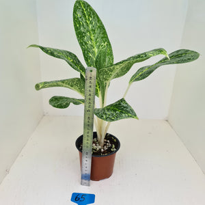 #65 Aglaonema 'Milky Way'