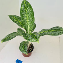 Load image into Gallery viewer, #65 Aglaonema &#39;Milky Way&#39;