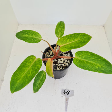 #68 Philodendron Painted Lady