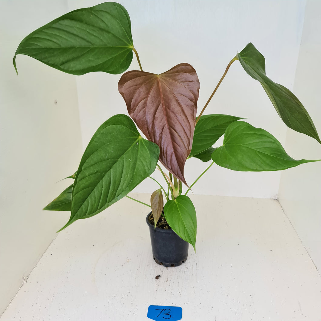 #73 Anthurium Bosworth Beauty