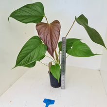 Load image into Gallery viewer, #73 Anthurium Bosworth Beauty