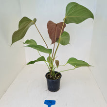 Load image into Gallery viewer, #73 Anthurium Bosworth Beauty