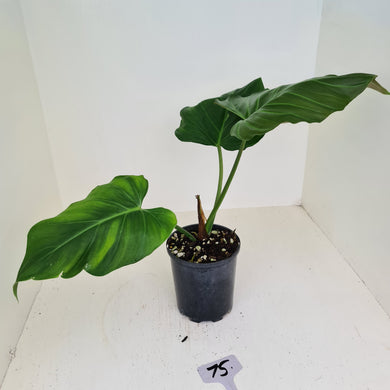 #75 Philodendron Corsinianum / 'Bronze Shield'