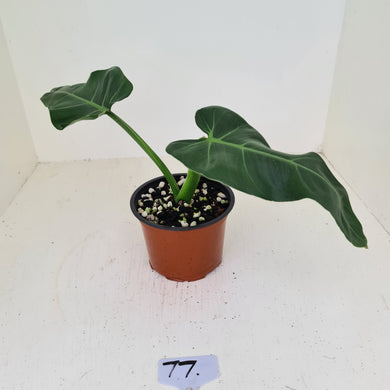 #77 Philodendron Maximum