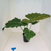 Load image into Gallery viewer, #81 Philodendron Corsinianum / &#39;Bronze Shield&#39;