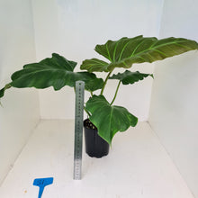 Load image into Gallery viewer, #81 Philodendron Corsinianum / &#39;Bronze Shield&#39;