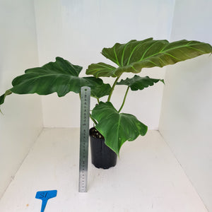 #81 Philodendron Corsinianum / 'Bronze Shield'