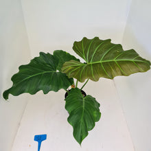 Load image into Gallery viewer, #81 Philodendron Corsinianum / &#39;Bronze Shield&#39;