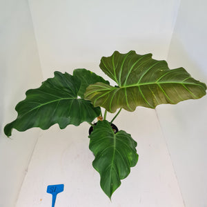 #81 Philodendron Corsinianum / 'Bronze Shield'