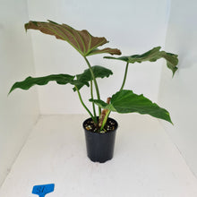 Load image into Gallery viewer, #81 Philodendron Corsinianum / &#39;Bronze Shield&#39;