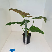 Load image into Gallery viewer, #81 Philodendron Corsinianum / &#39;Bronze Shield&#39;