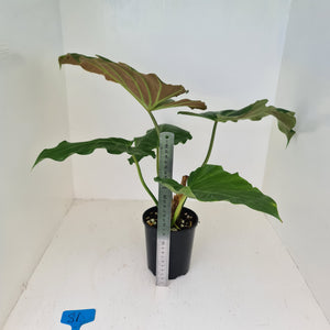 #81 Philodendron Corsinianum / 'Bronze Shield'