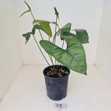 Load image into Gallery viewer, #85 Anthurium Berriozabalense