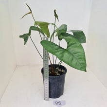Load image into Gallery viewer, #85 Anthurium Berriozabalense
